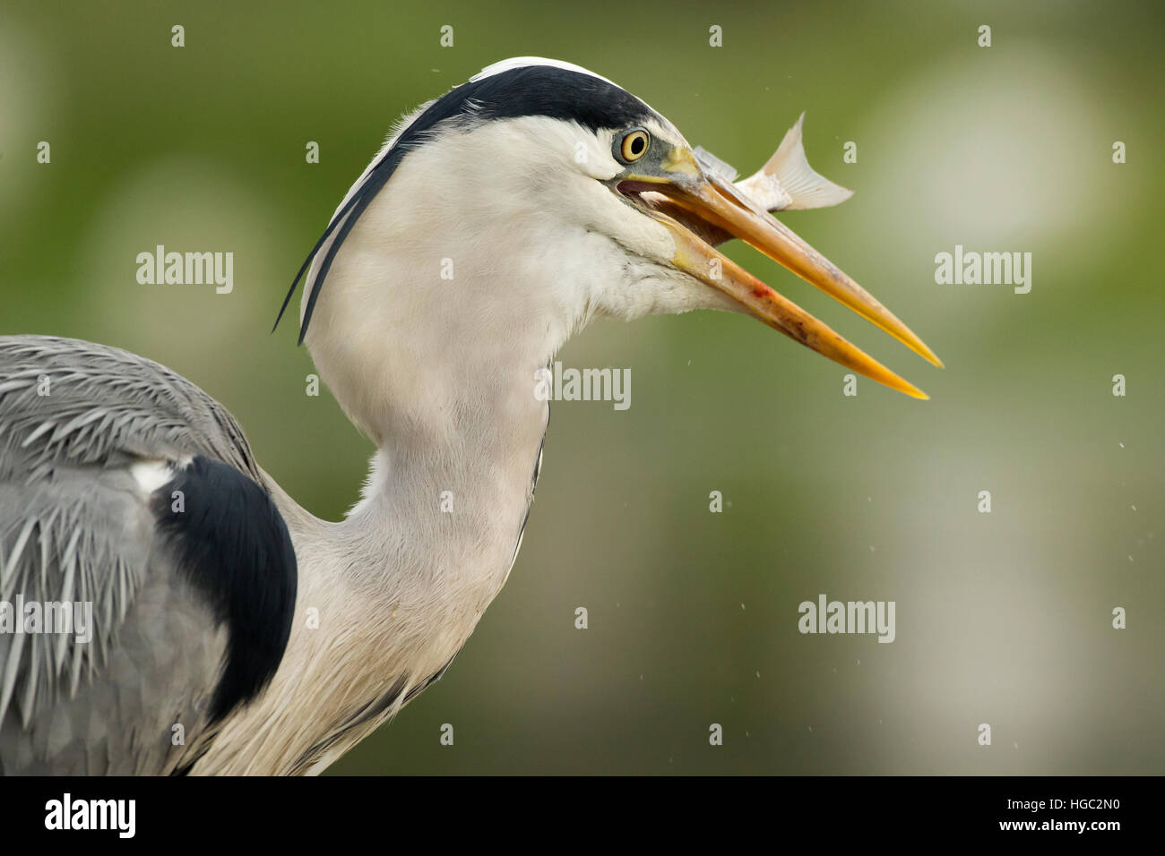Airone cinerino (Ardea cinerea) inghiottire un pesce Foto Stock