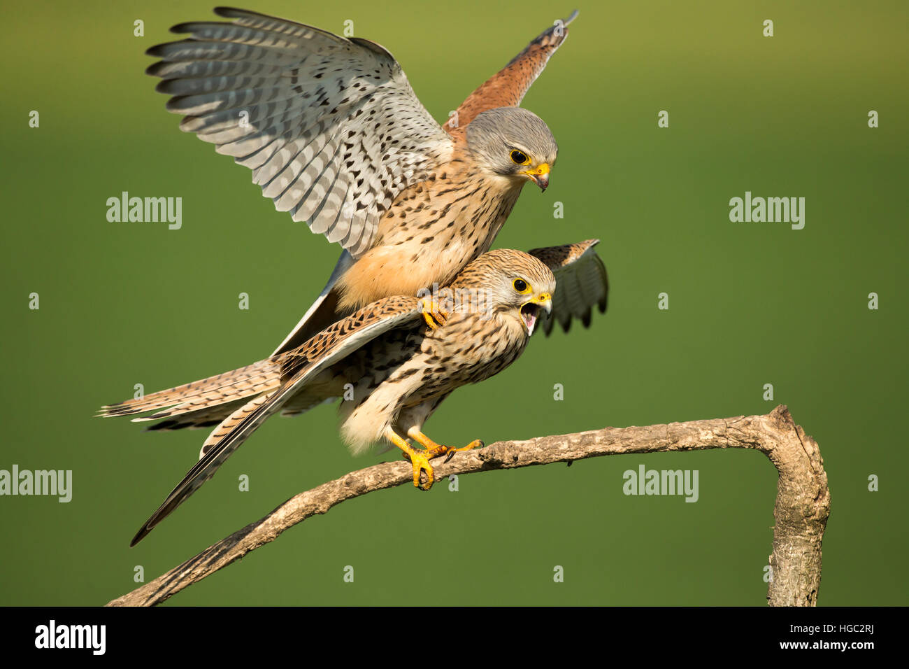 Il Gheppio (Falco tinnunculus) coniugata Foto Stock