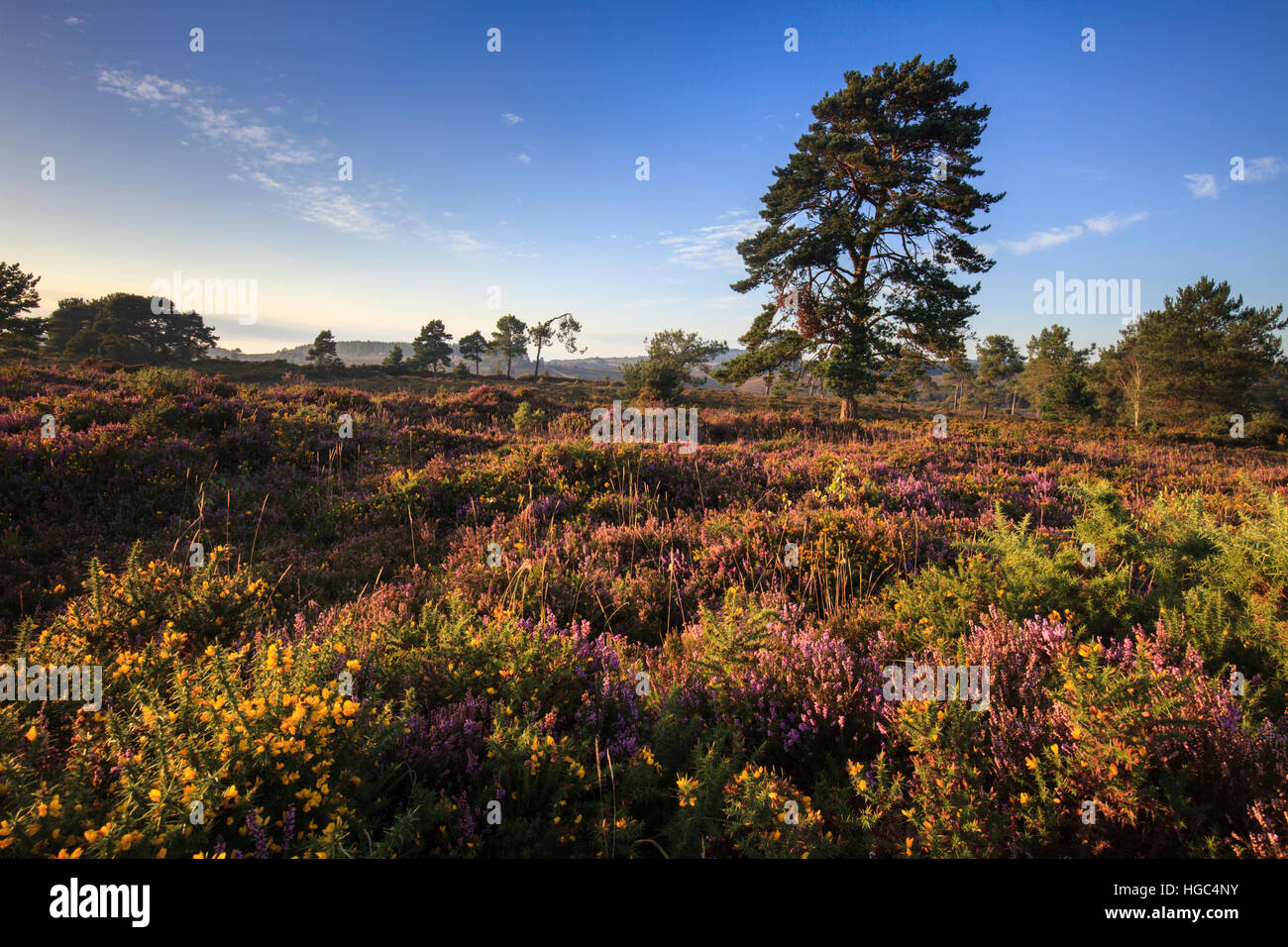 Woodbury Common vicino a Exmouth in South East Devon Foto Stock