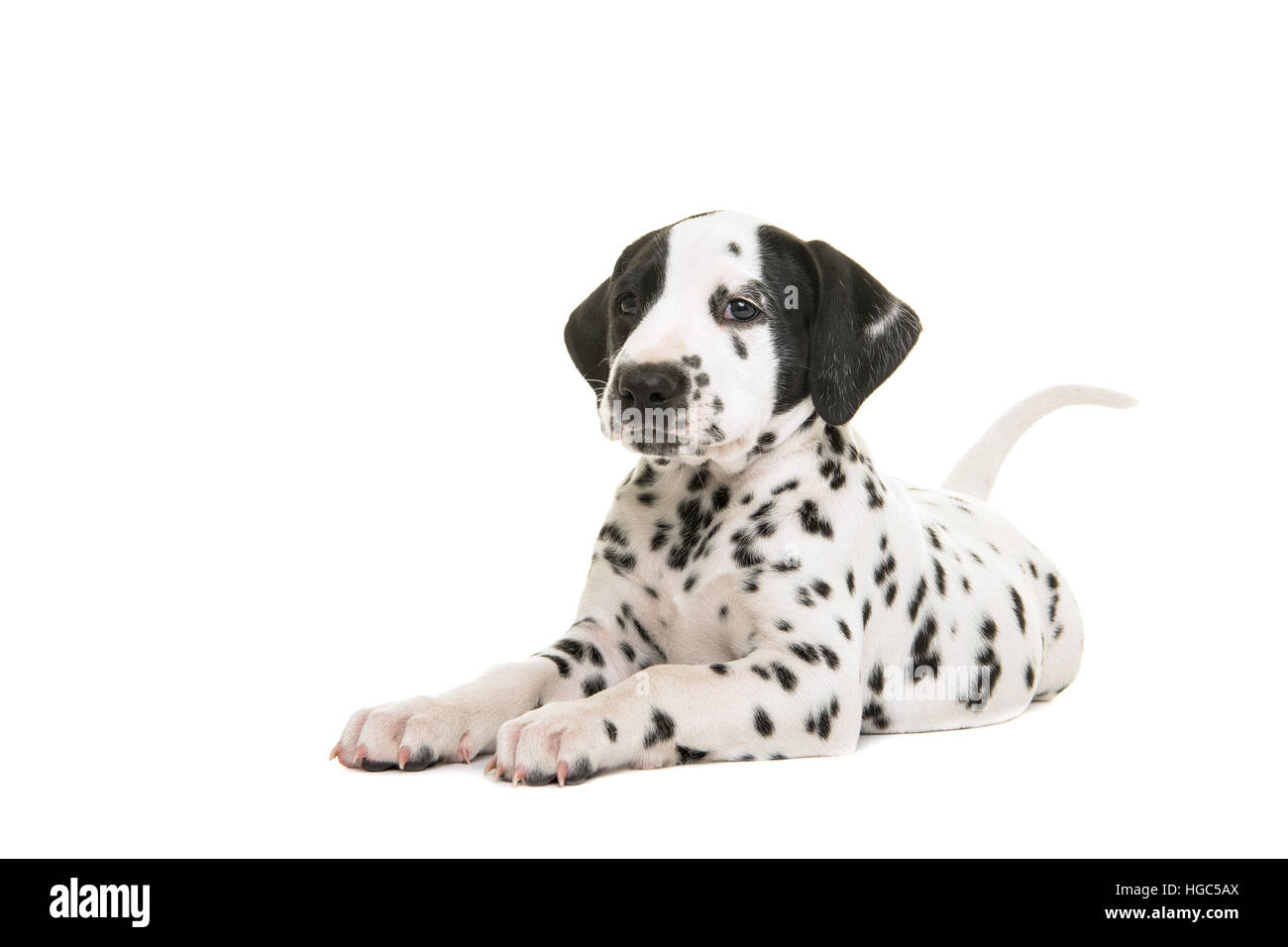 Grazioso cucciolo dalmata sdraiato rivolta verso le camere isolate su uno sfondo bianco Foto Stock