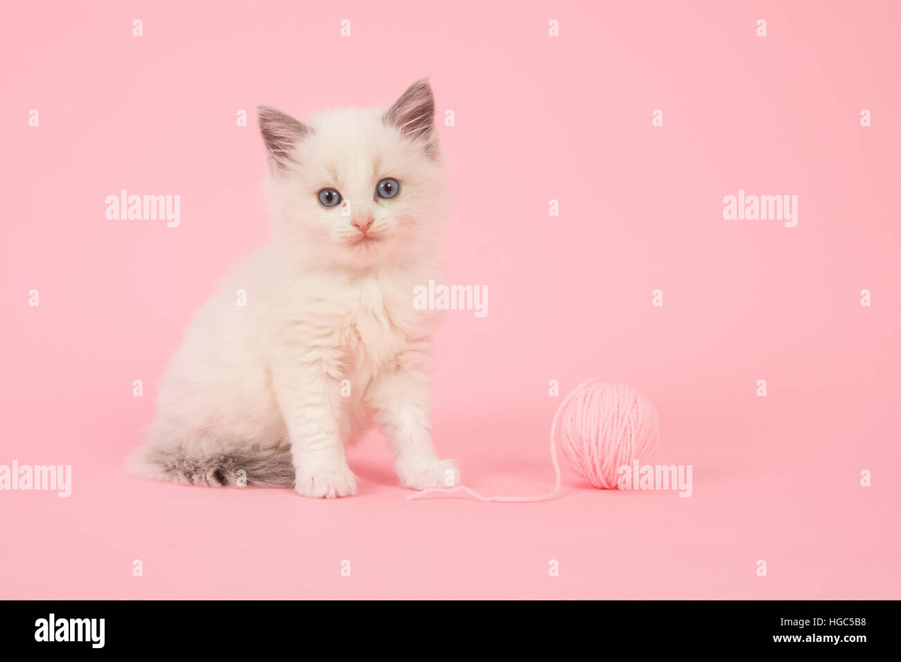 Carino longhair baby gatto Ragdoll seduto con una palla di lana di colore rosa su sfondo rosa Foto Stock