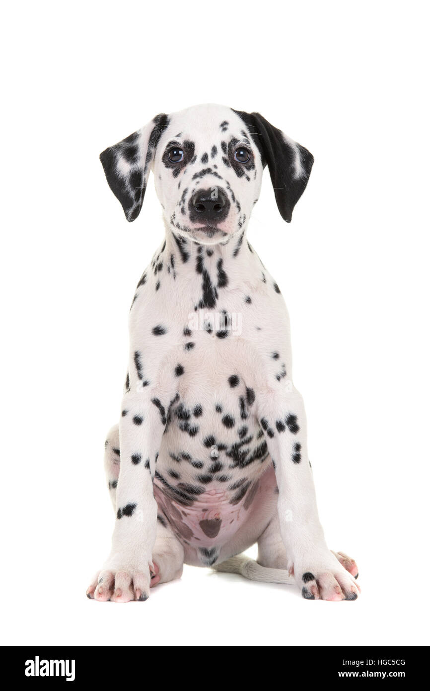 Carino in bianco e nero Dalmata seduta puppy dog rivolta verso la telecamera isolata su uno sfondo bianco Foto Stock