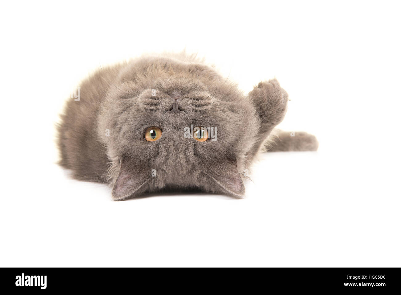 Grigio british longhair cat giacente capovolto la riproduzione di laminazione su isolati su sfondo bianco Foto Stock