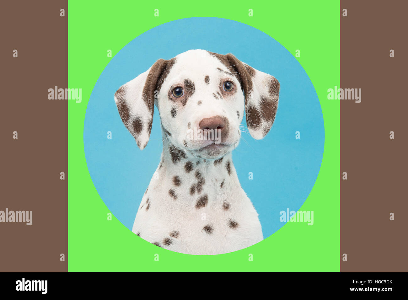 Carino seduta marrone e bianco di dalmata cucciolo di cane su uno sfondo blu con un colorfull verde e marrone cornice rivolta verso la telecamera Foto Stock