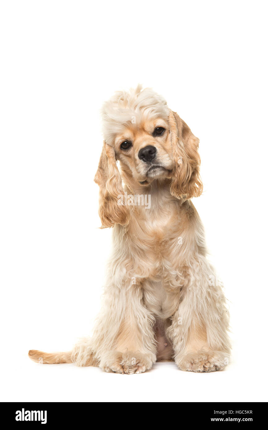 Carino biondo cocker spaniel cane seduto di fronte alla macchina fotografica visto dalla parte anteriore isolato su uno sfondo bianco Foto Stock