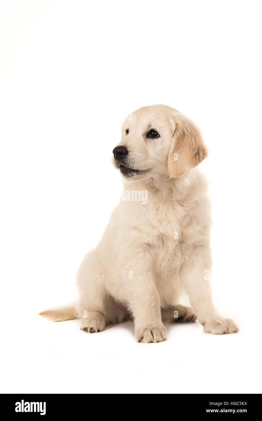 Carino biondo golden retriever cucciolo seduto e guardando a sinistra su sfondo bianco Foto Stock