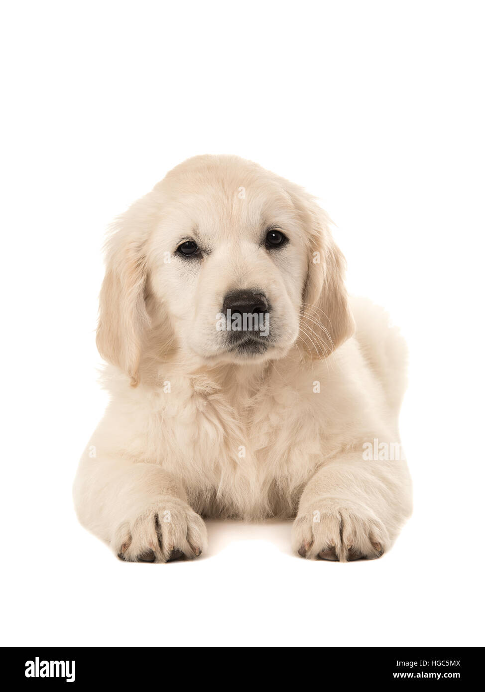 Carino il golden retriever cucciolo sdraiato rivolta verso la telecamera isolata su uno sfondo bianco Foto Stock