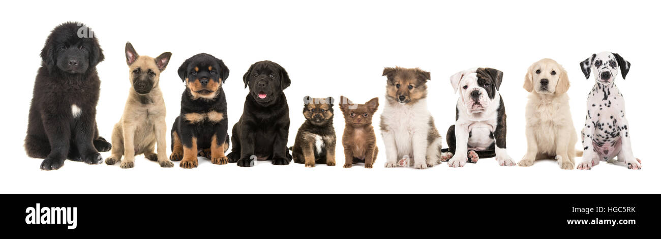 Grande gruppo di dieci diversi tipi di cuccioli di razza su sfondo bianco Foto Stock
