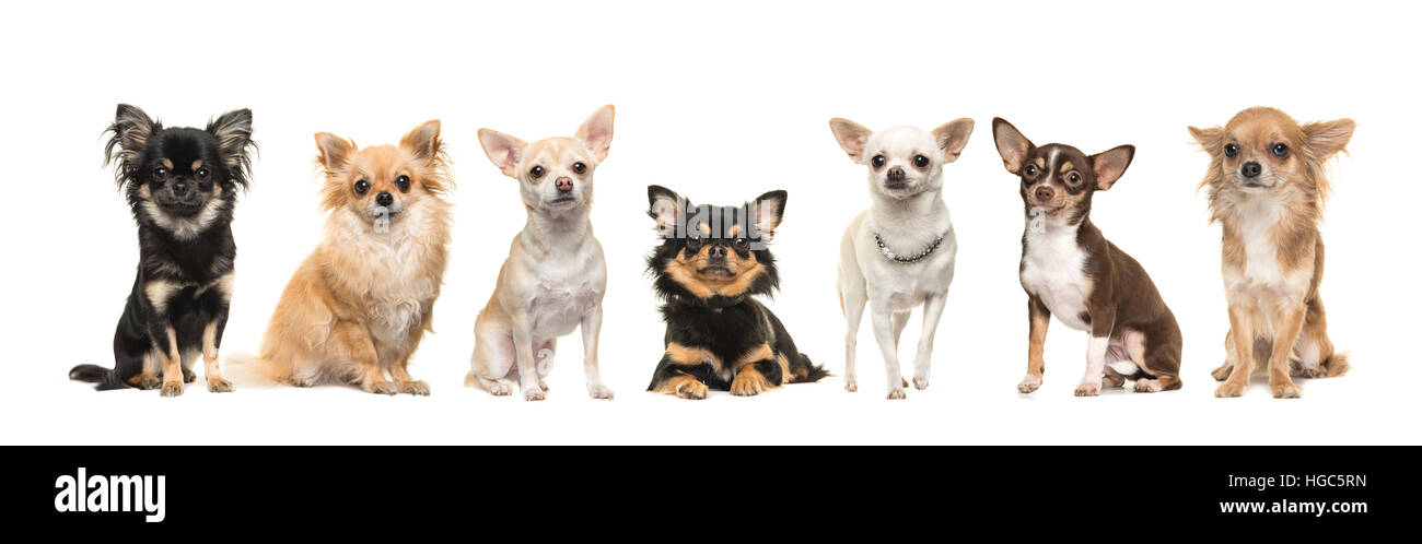 Il gruppo di sette cani chihuahua rivolta verso la telecamera isolata su uno sfondo bianco Foto Stock
