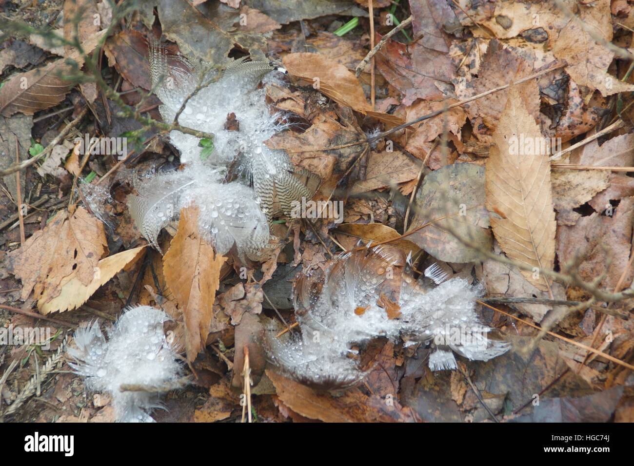 Gli uccelli di una piuma Foto Stock