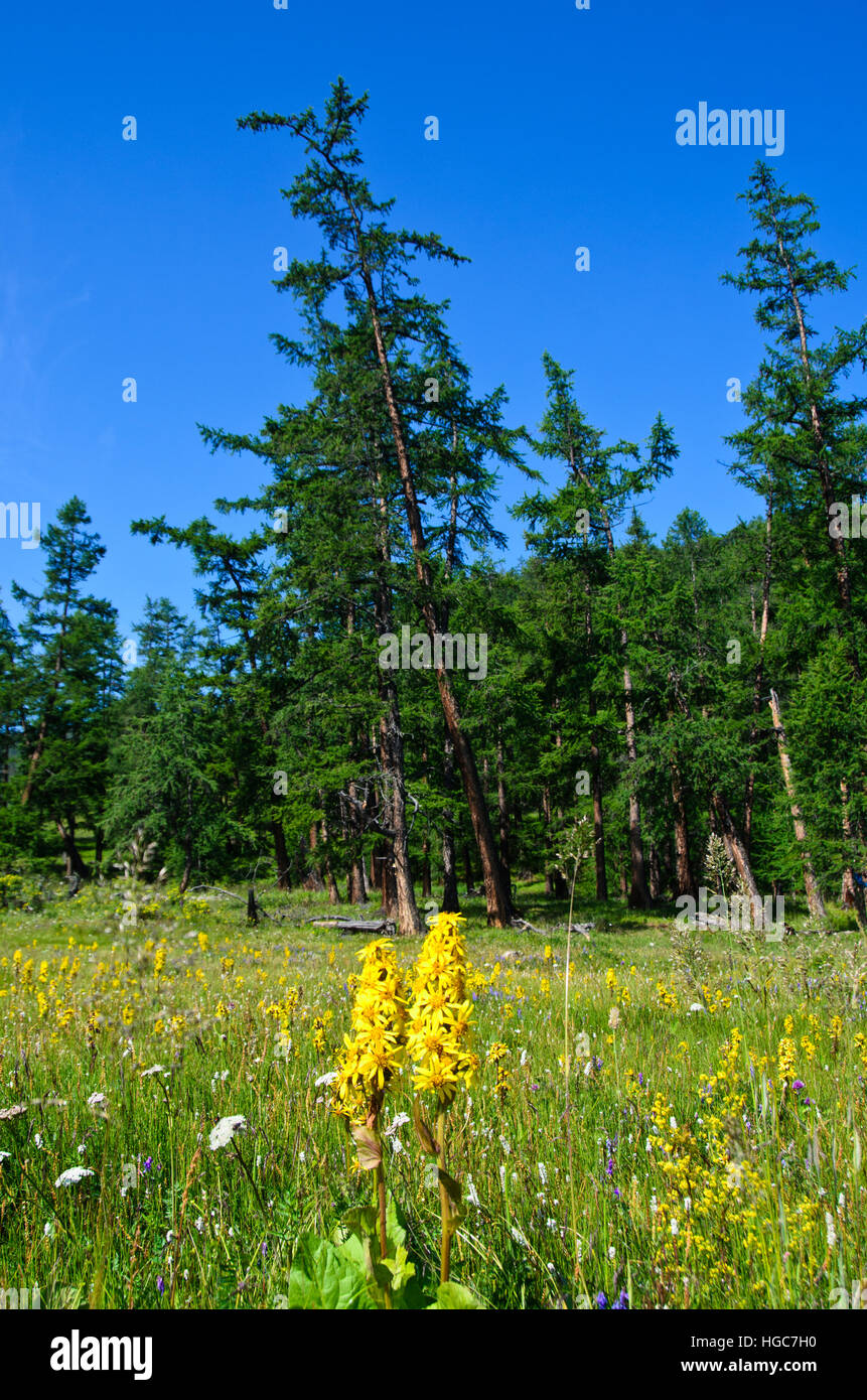 Fiori gialli in Taiga foresta vicino Lago Khovsgol in estate Foto Stock