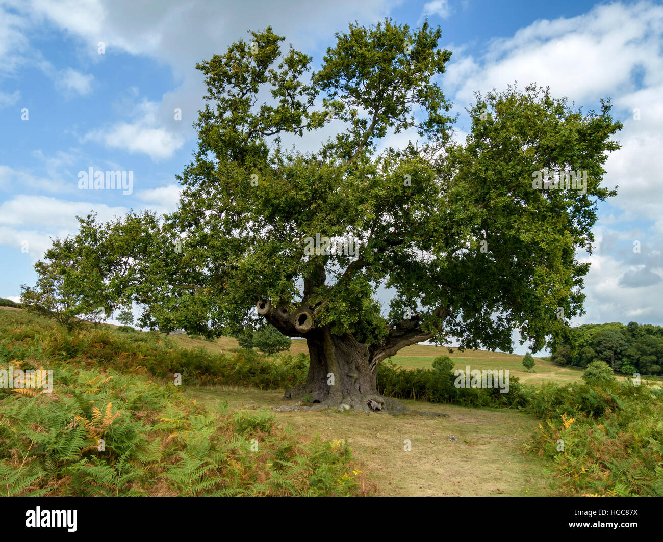 Grande vecchio inglese quercia contro il cielo blu in Glenfield Lodge Country Park, Leicestershire, Inghilterra, Regno Unito. Foto Stock