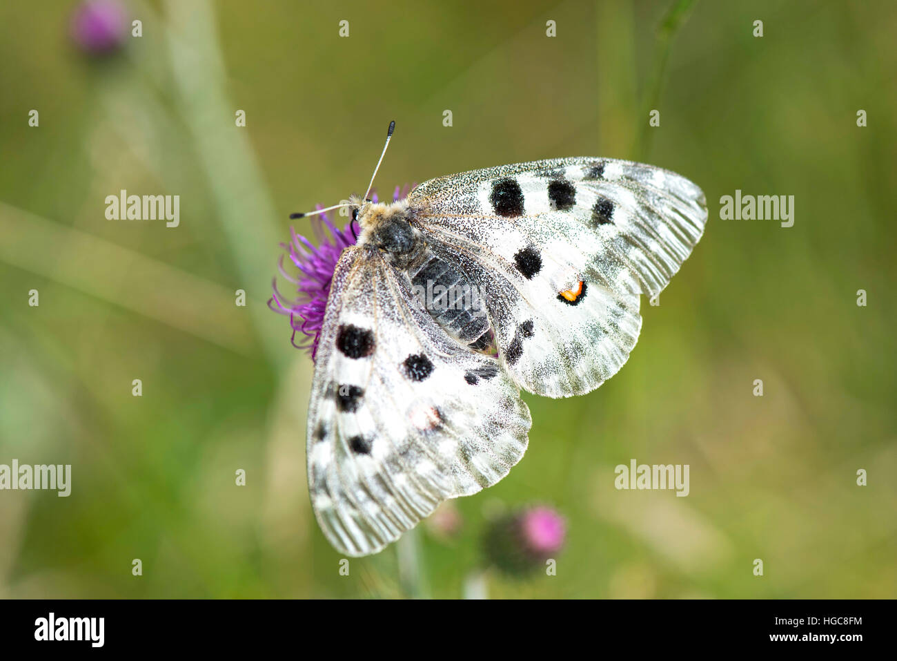 Butterfly (Parnassius apollo Linnaeus) sul fiore viola thistle Foto Stock