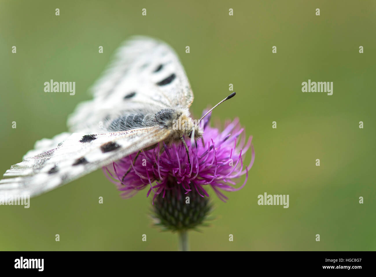 Butterfly (Parnassius apollo Linnaeus) sul fiore viola thistle Foto Stock