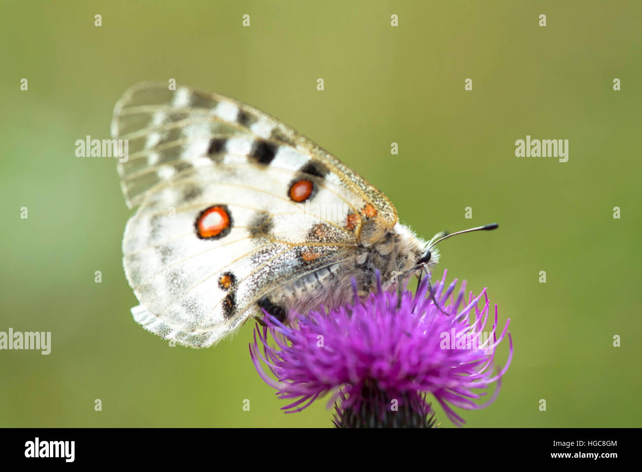 Butterfly (Parnassius apollo Linnaeus) sul fiore viola thistle Foto Stock
