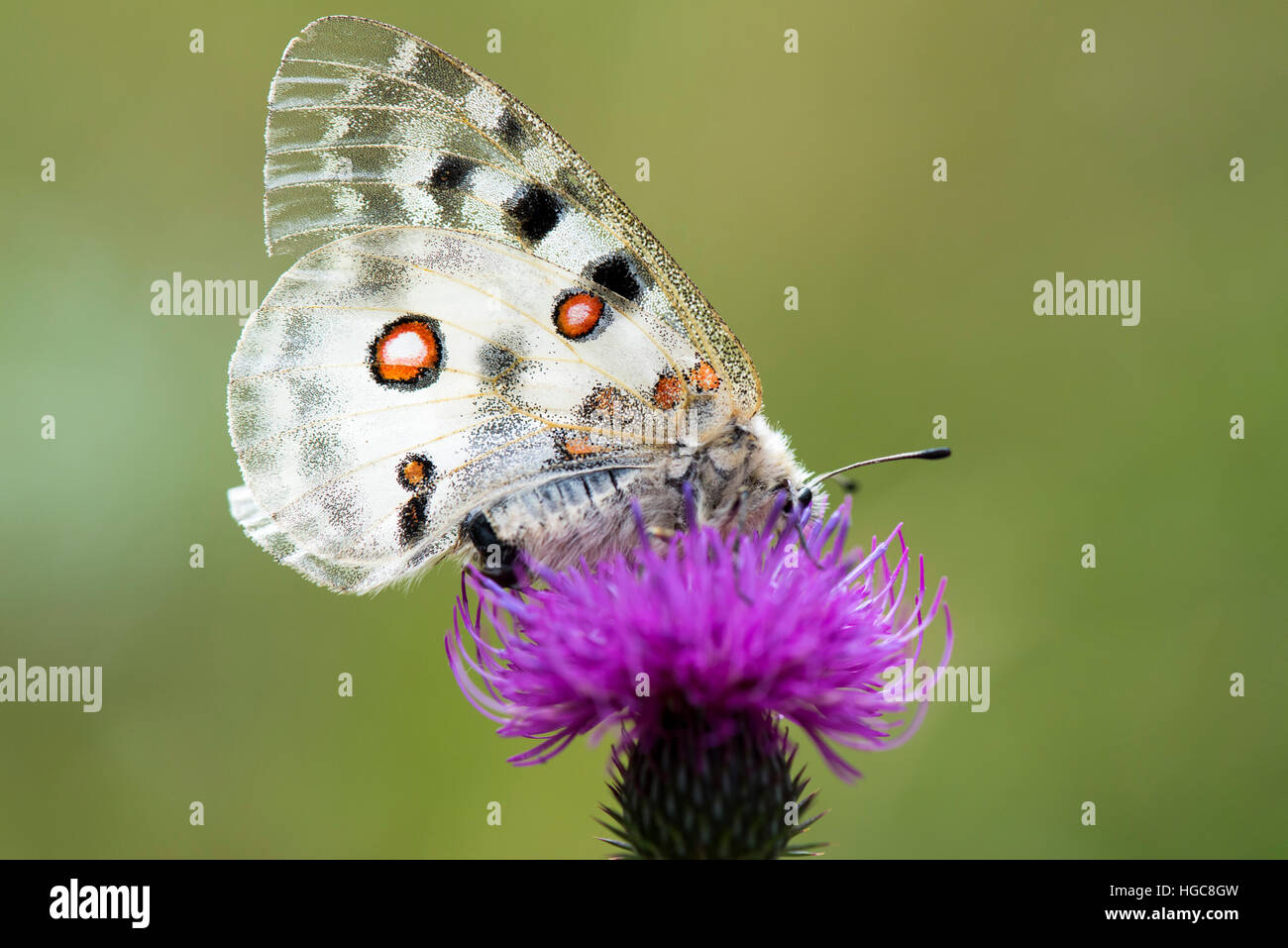 Butterfly (Parnassius apollo Linnaeus) sul fiore viola thistle Foto Stock