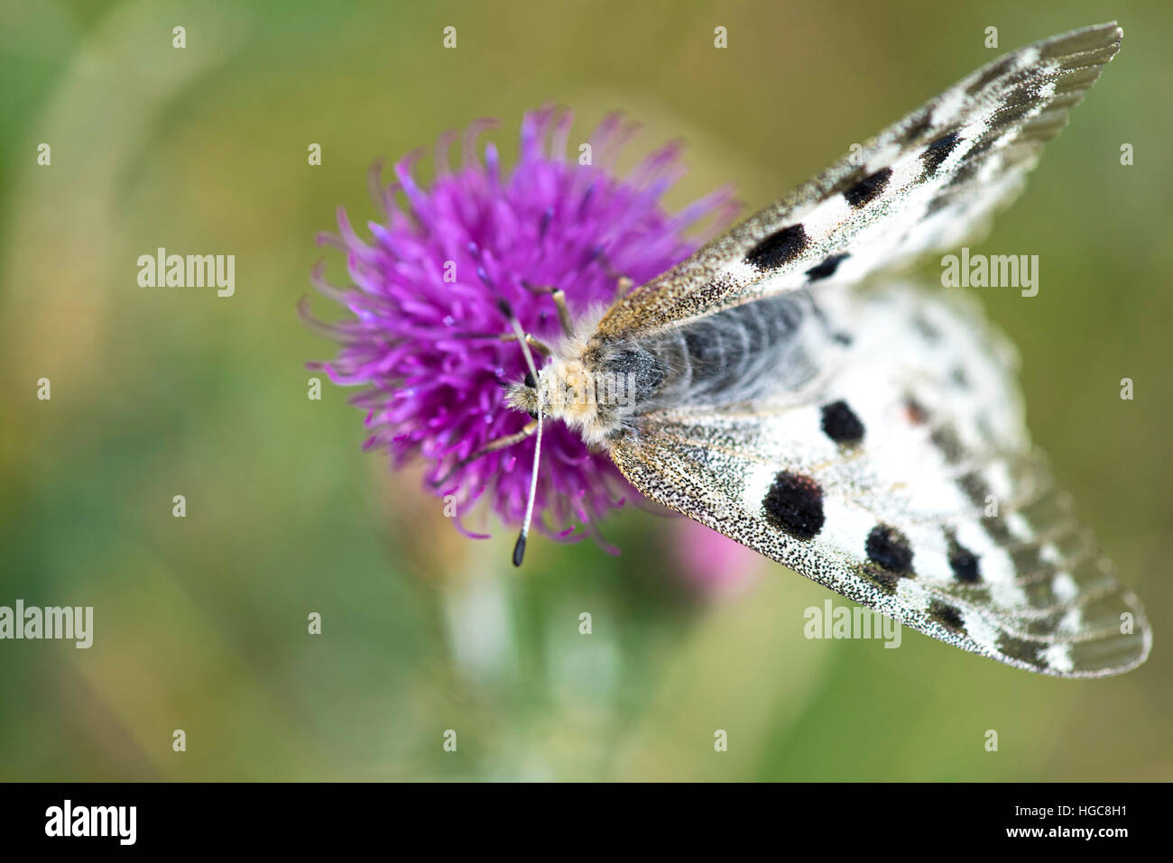 Butterfly (Parnassius apollo Linnaeus) sul fiore viola thistle Foto Stock