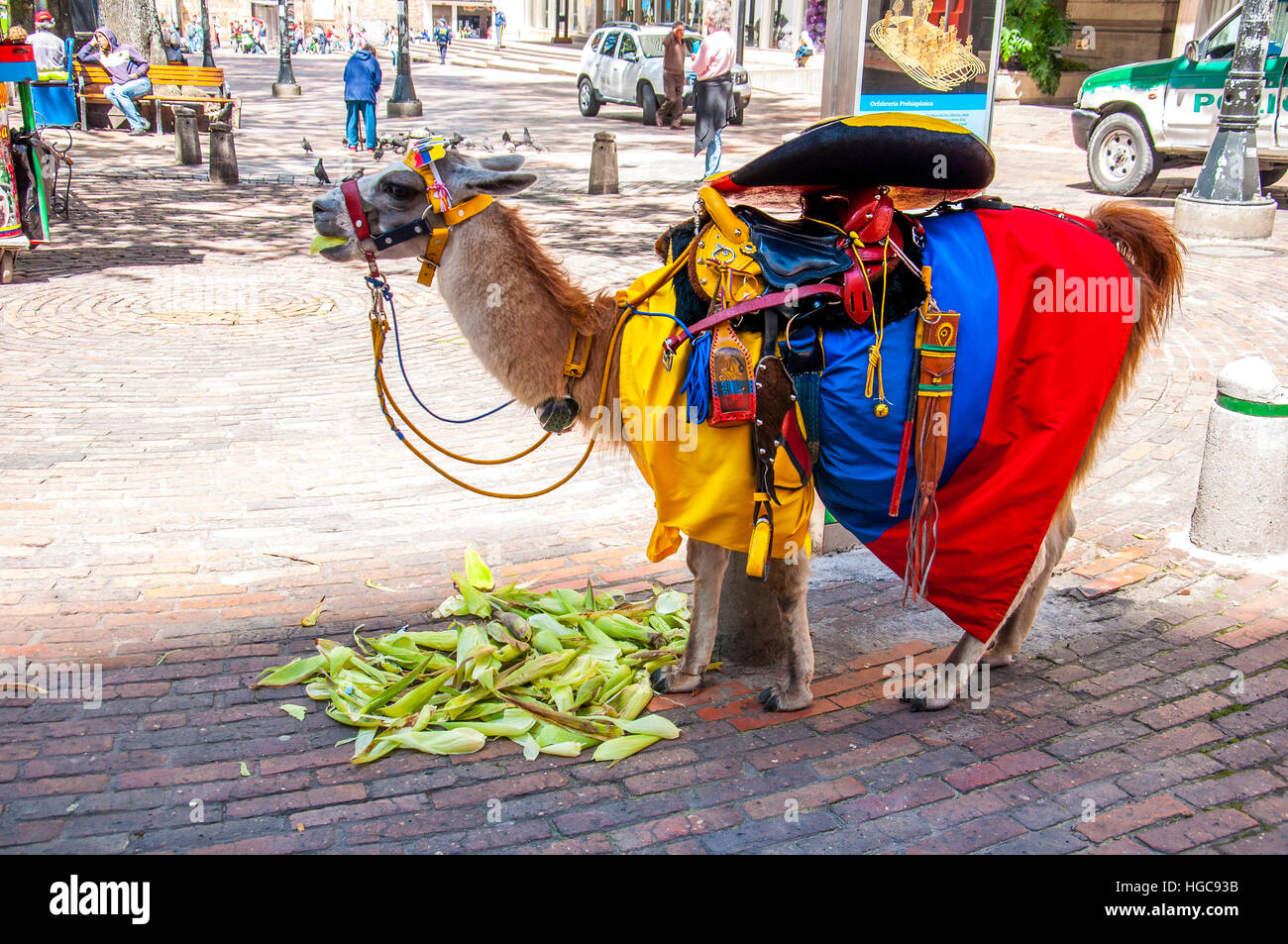 Lama con bandiera colombiana Foto Stock