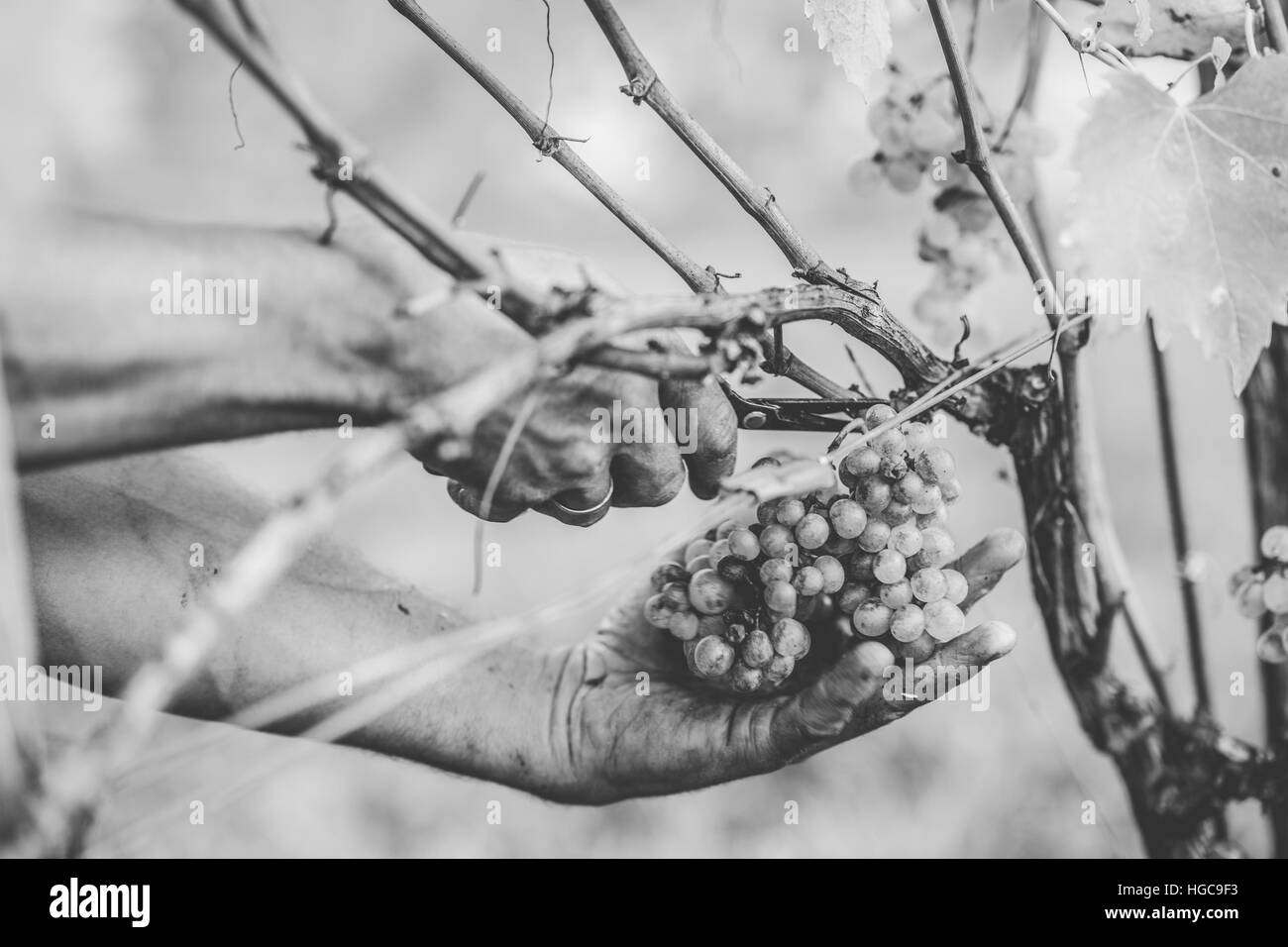 Dettaglio artigianale di vendemmia sulle colline toscane. Foto Stock