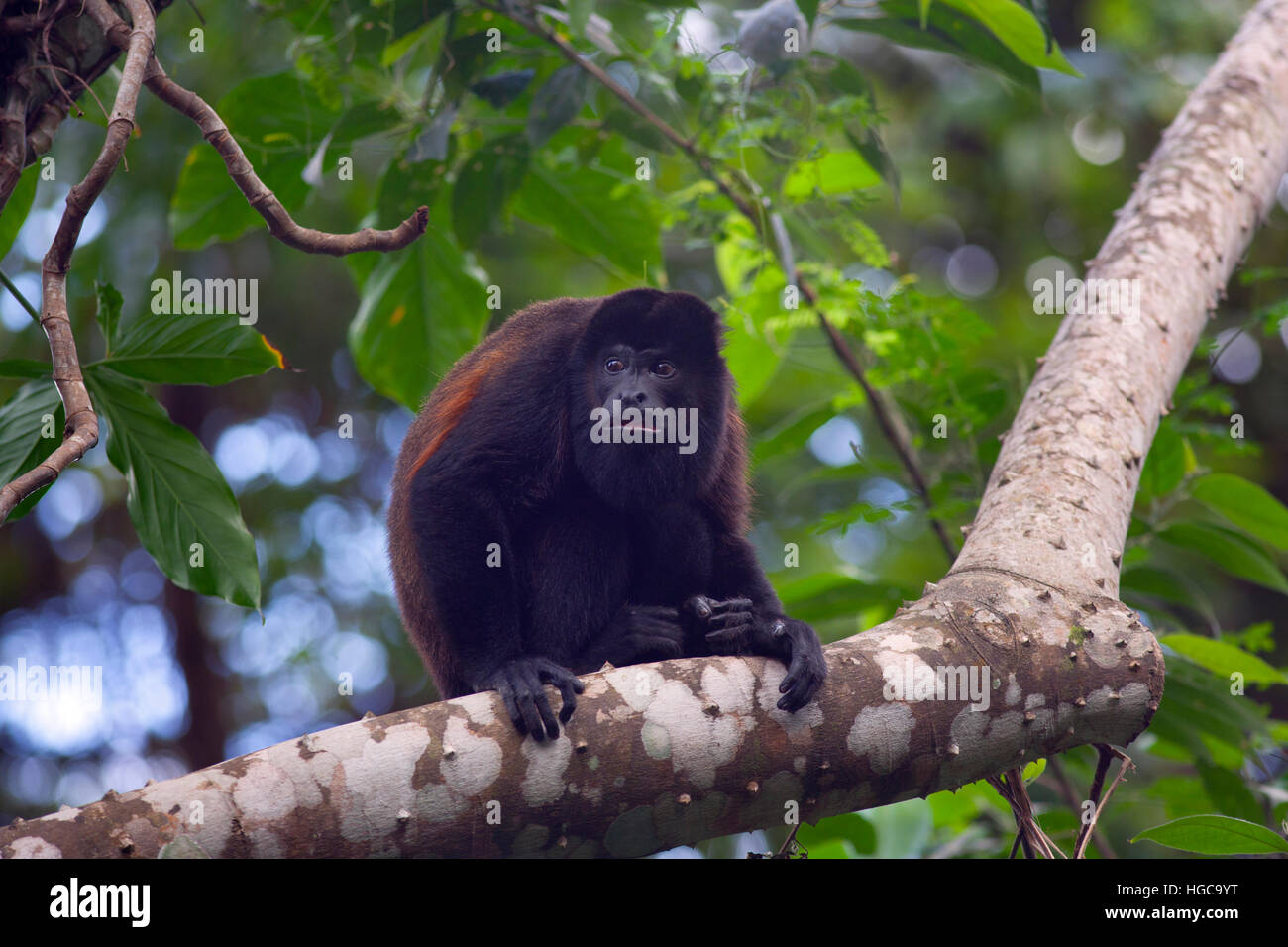 Nero scimmia urlatrice Alonatta caraya seduto sul ramo di albero Foto Stock