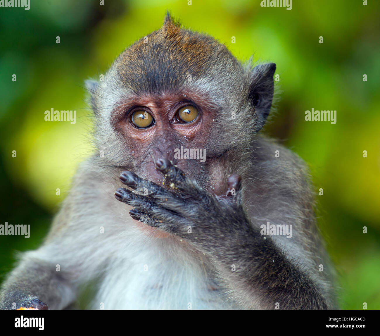 Crab-eating Macaque Macaca fasdicularis sulla spiaggia nel sud della Thailandia Foto Stock