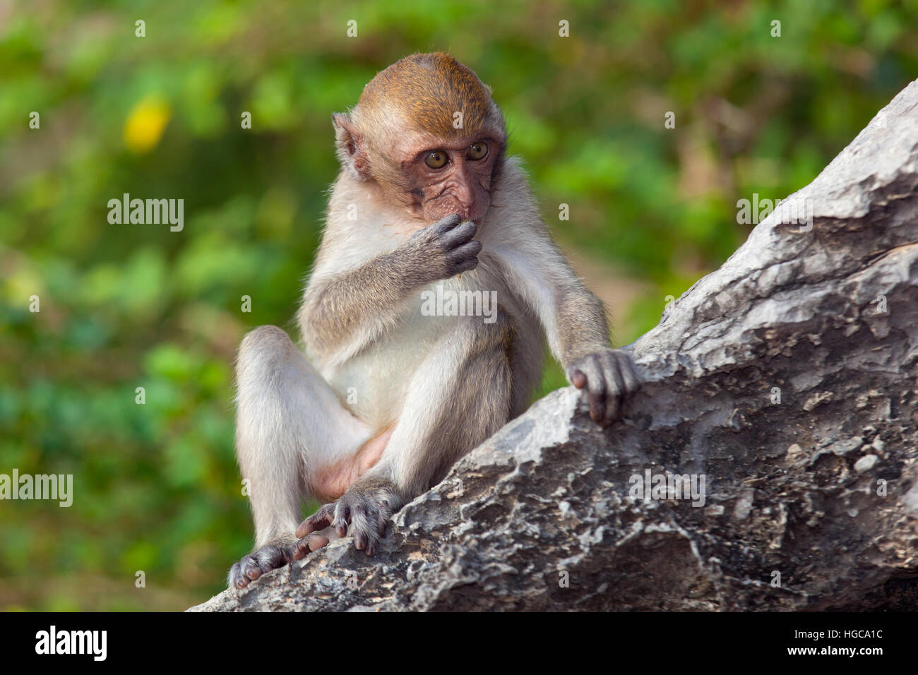 Baby Crab-eating Macaque Macaca fasdicularis sulla spiaggia nel sud della Thailandia Foto Stock