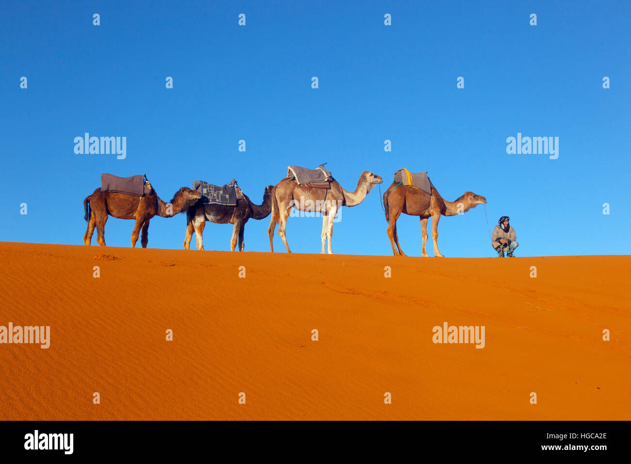 Cammelli in Erg Chebbi dune del deserto del Sahara in Marocco Africa del Nord Marzo Foto Stock