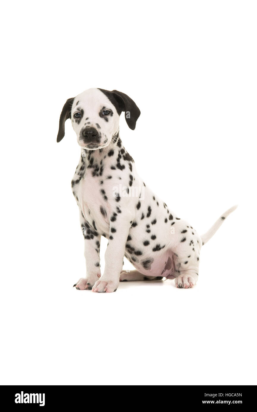 Carino in bianco e nero dalmata cucciolo seduta orgogliosa rivolta verso la telecamera isolata su uno sfondo bianco Foto Stock