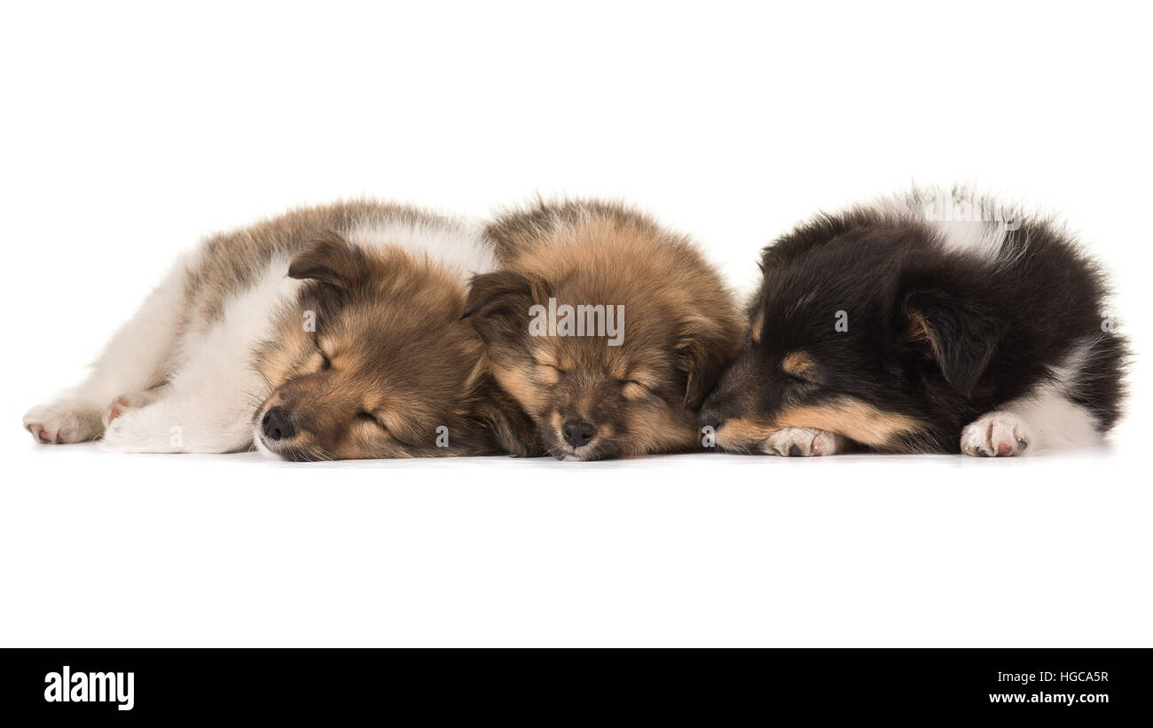 Tre graziosi sleeping shetland sheepdog cuccioli giacente netxt a vicenda isolata su uno sfondo bianco Foto Stock