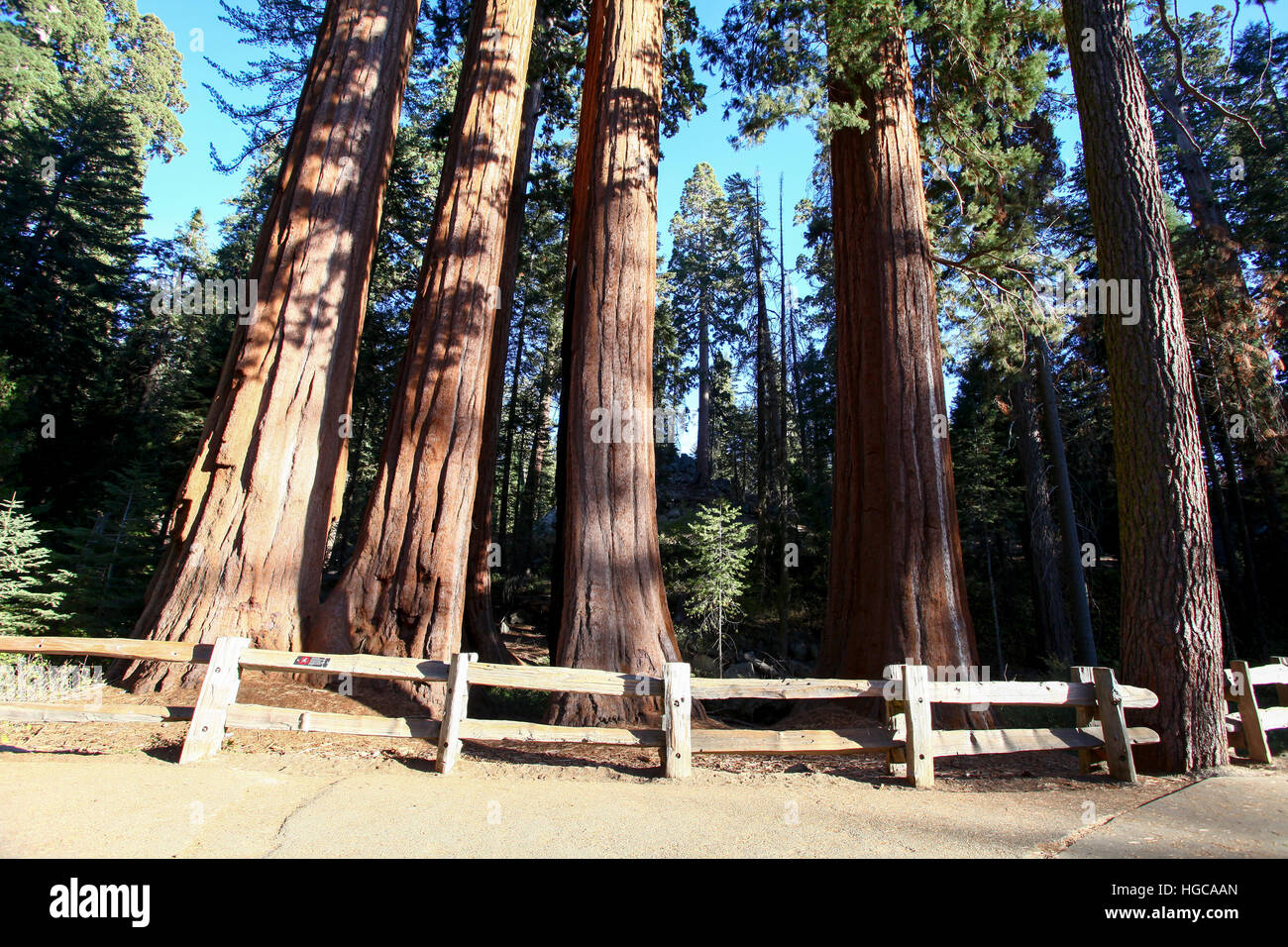 Sequoia gigante (Redwood) alberi di Sequoia e Kings National Park, California, Stati Uniti d'America Foto Stock