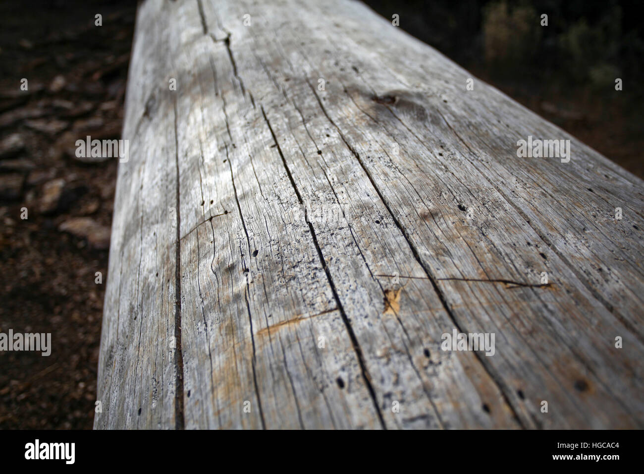 Caduto tronco di albero di Sequoia e Kings National Park, California, Stati Uniti d'America Foto Stock