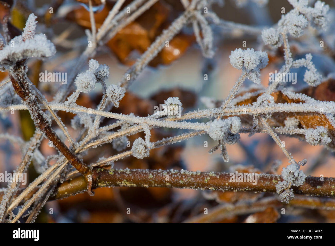 Disco di brina sui marrone dorato di foglie di faggio e cleavers semi in un freddo inverno mattina nel mese di dicembre Foto Stock