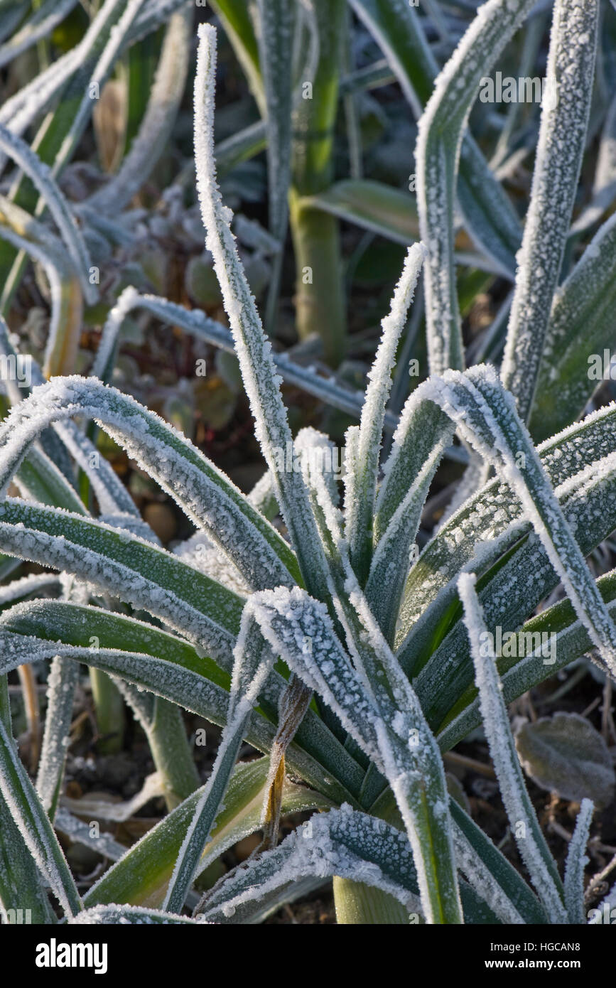 Un porro raccolto smerigliato pesantemente su un freddo inverno mattina nel mese di dicembre Foto Stock