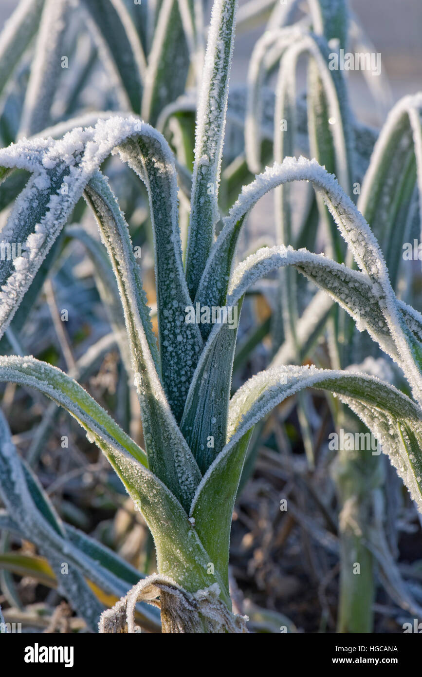 Un porro raccolto smerigliato pesantemente su un freddo inverno mattina nel mese di dicembre Foto Stock