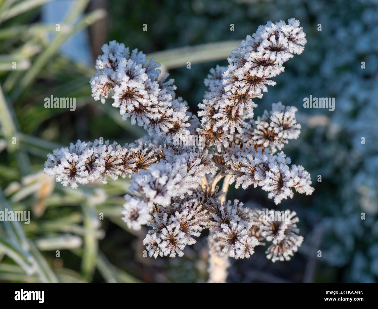Modelli di trasformata per forte gradiente frost brina su morti flkower spike del semprevivo, Sempervivum sp., Foto Stock