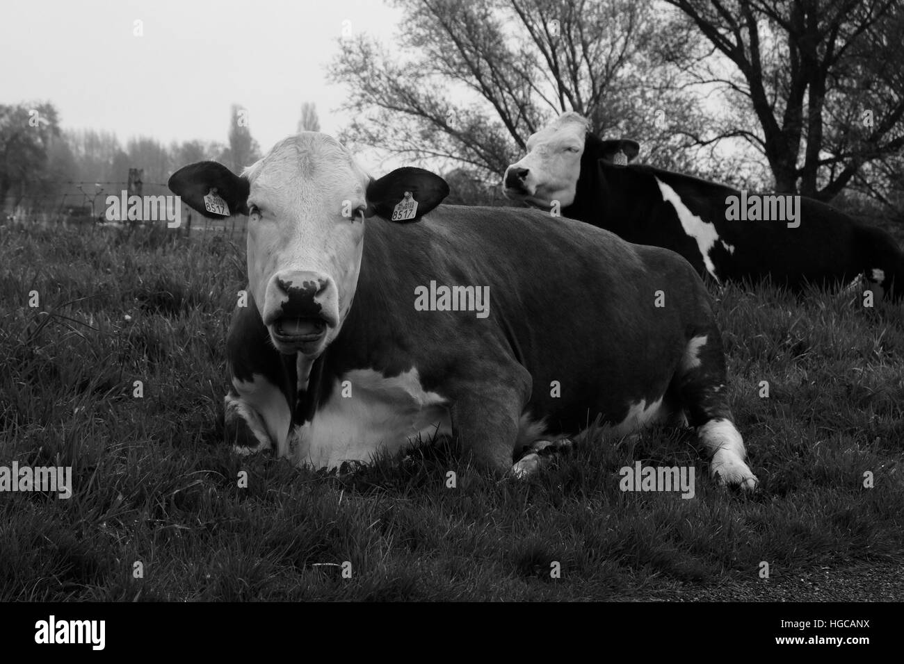 Due mucche che giace nel prato con tag nelle sue orecchie. Foto Stock