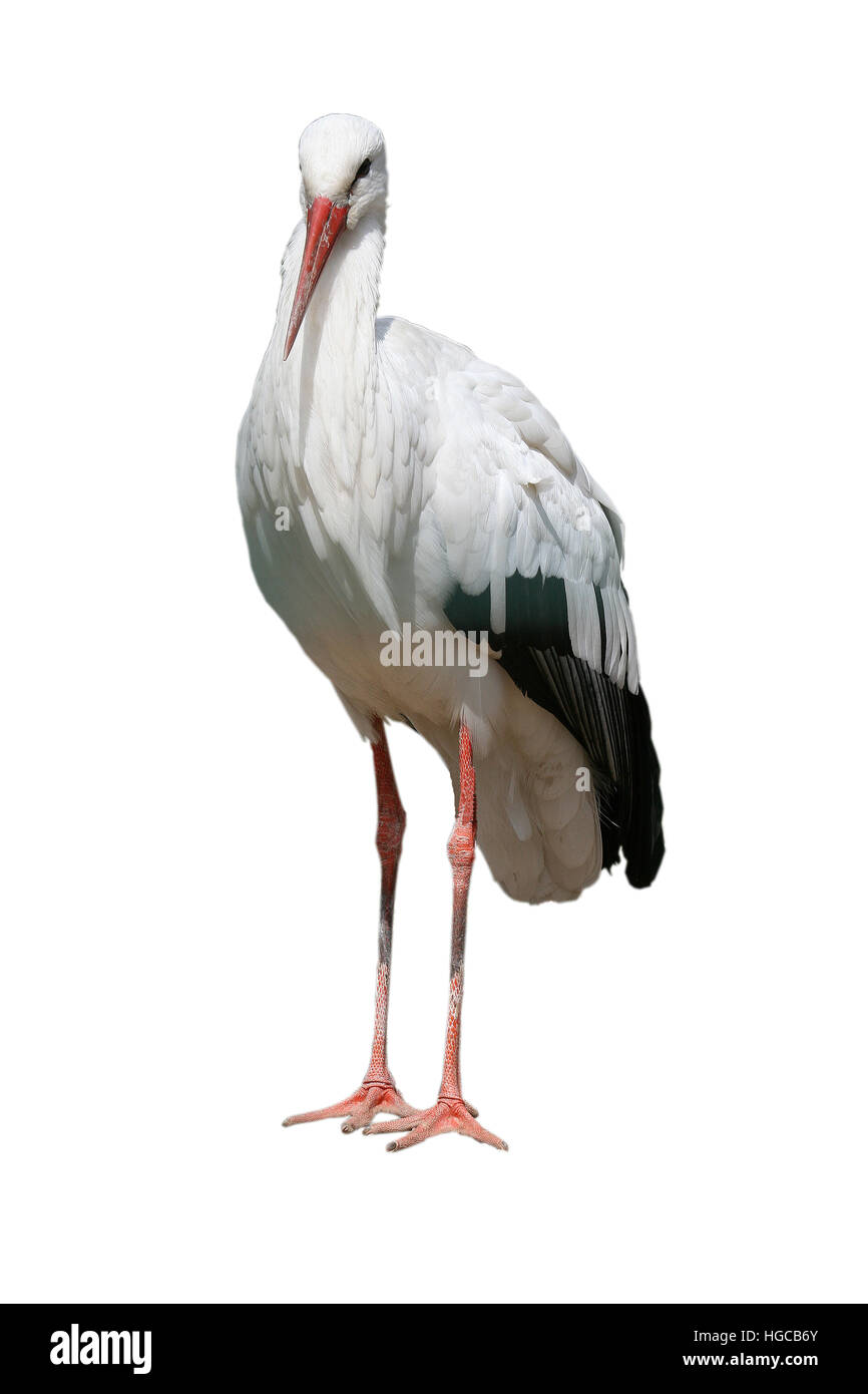 Stock bianco, Ciconia ciconia Foto Stock