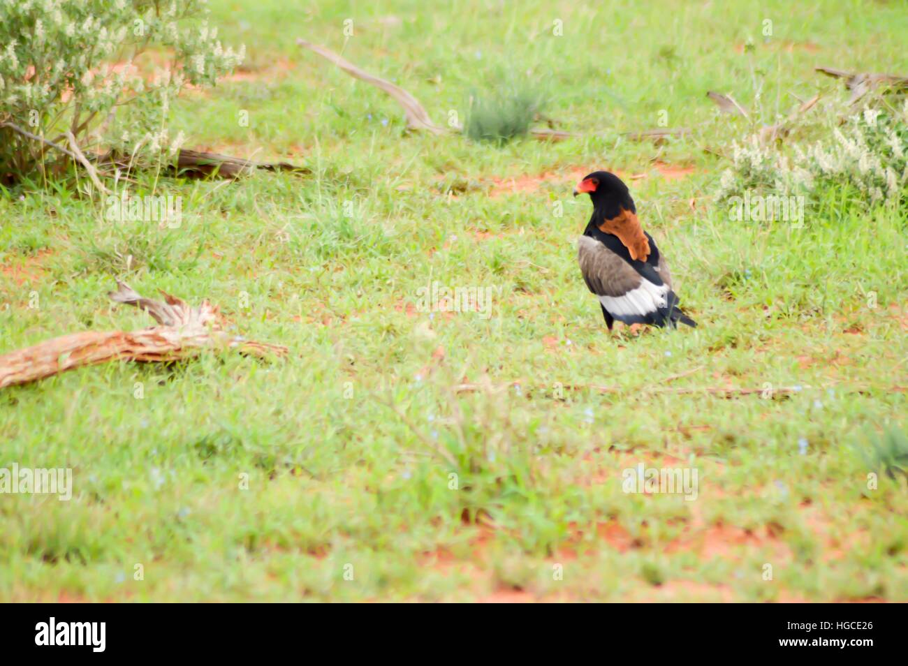 Eagle fasciali poste nella savana nel parco di Tsavo Est Foto Stock