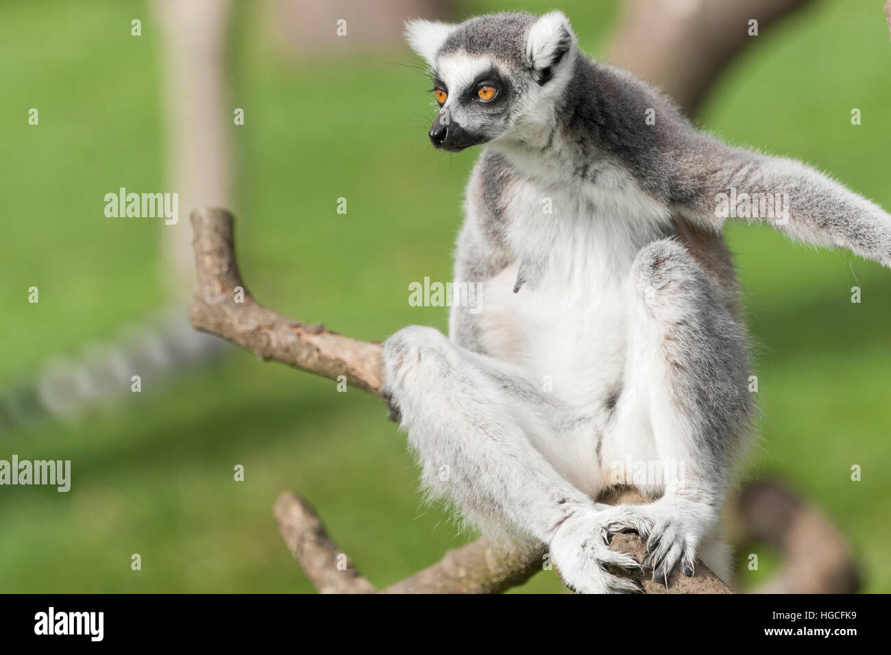 Anello-tailed lemur sono altamente sociale che vivono in grandi gruppi portano da una femmina dominante. Lo stato di conservazione in pericolo di estinzione Foto Stock