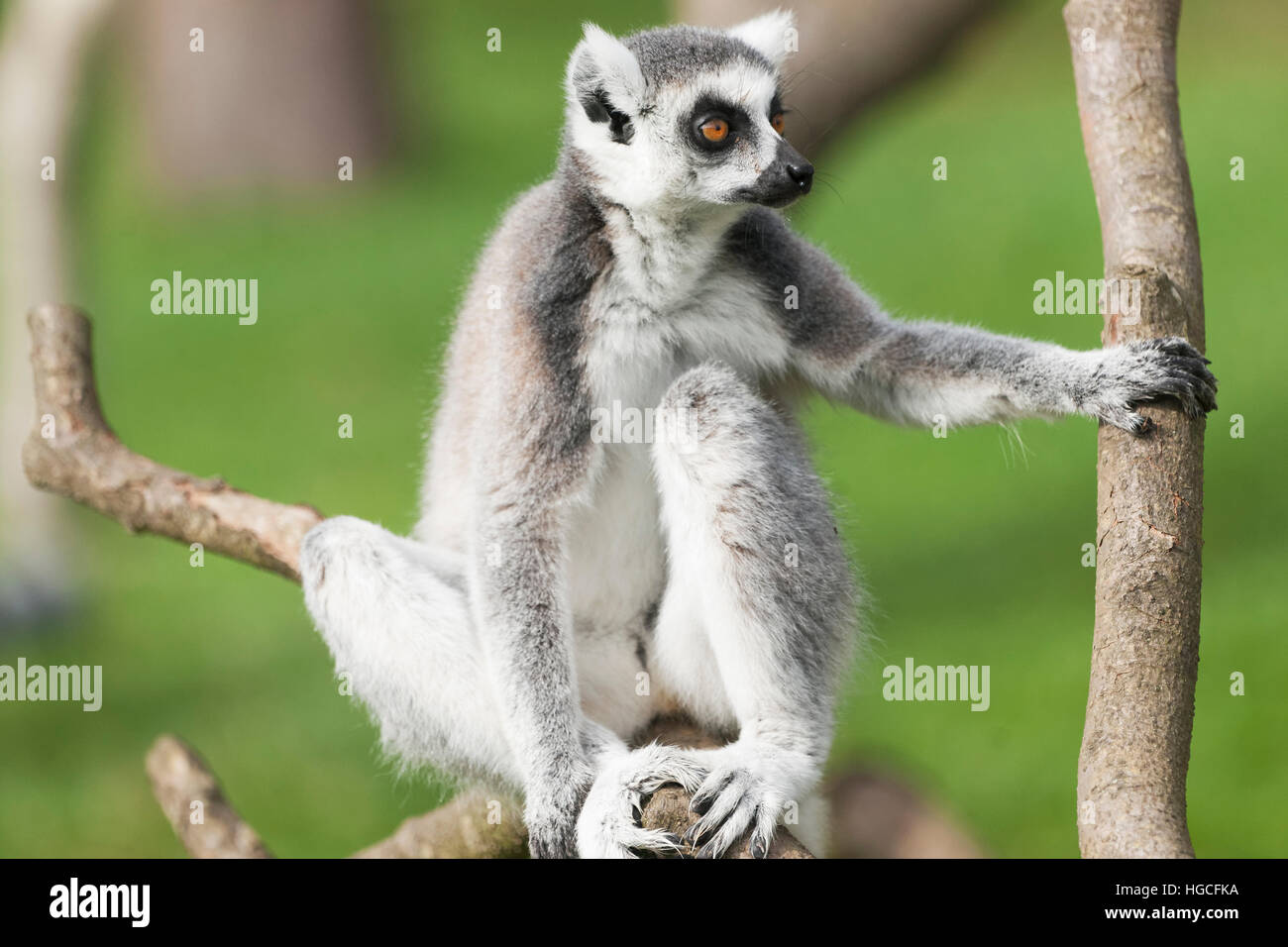 Anello-tailed lemur sono altamente sociale che vivono in grandi gruppi portano da una femmina dominante. Lo stato di conservazione in pericolo di estinzione Foto Stock