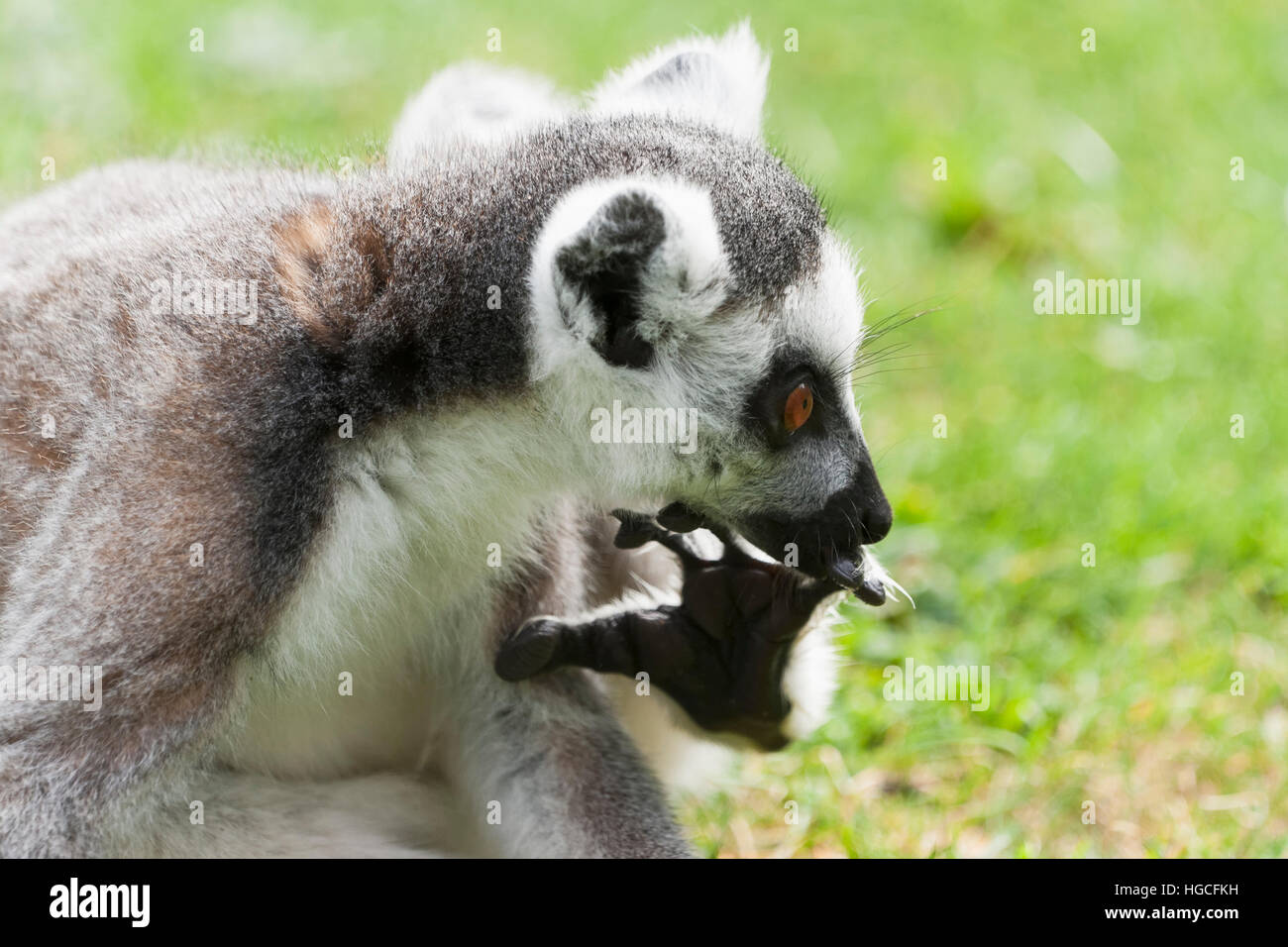Anello-tailed lemur sono altamente sociale che vivono in grandi gruppi portano da una femmina dominante. Lo stato di conservazione in pericolo di estinzione Foto Stock