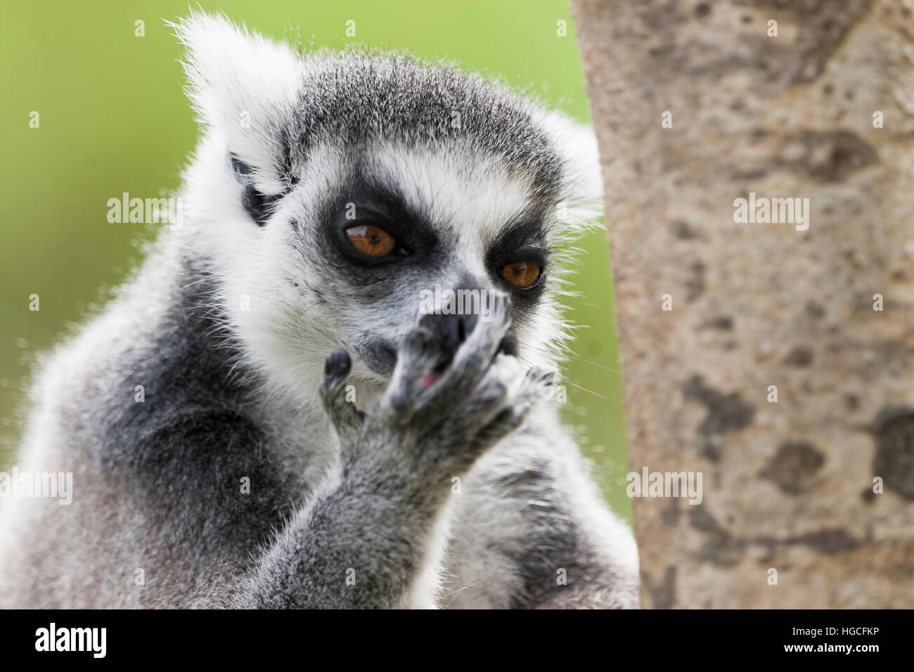 Anello-tailed lemur sono altamente sociale che vivono in grandi gruppi portano da una femmina dominante. Lo stato di conservazione in pericolo di estinzione Foto Stock