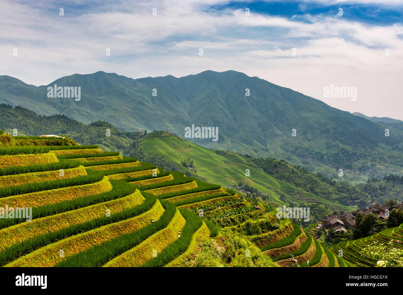 Vista del Longsheng terrazze di riso (Dragon's Backbone terrazze di riso) in Guangxi, Cina. Foto Stock