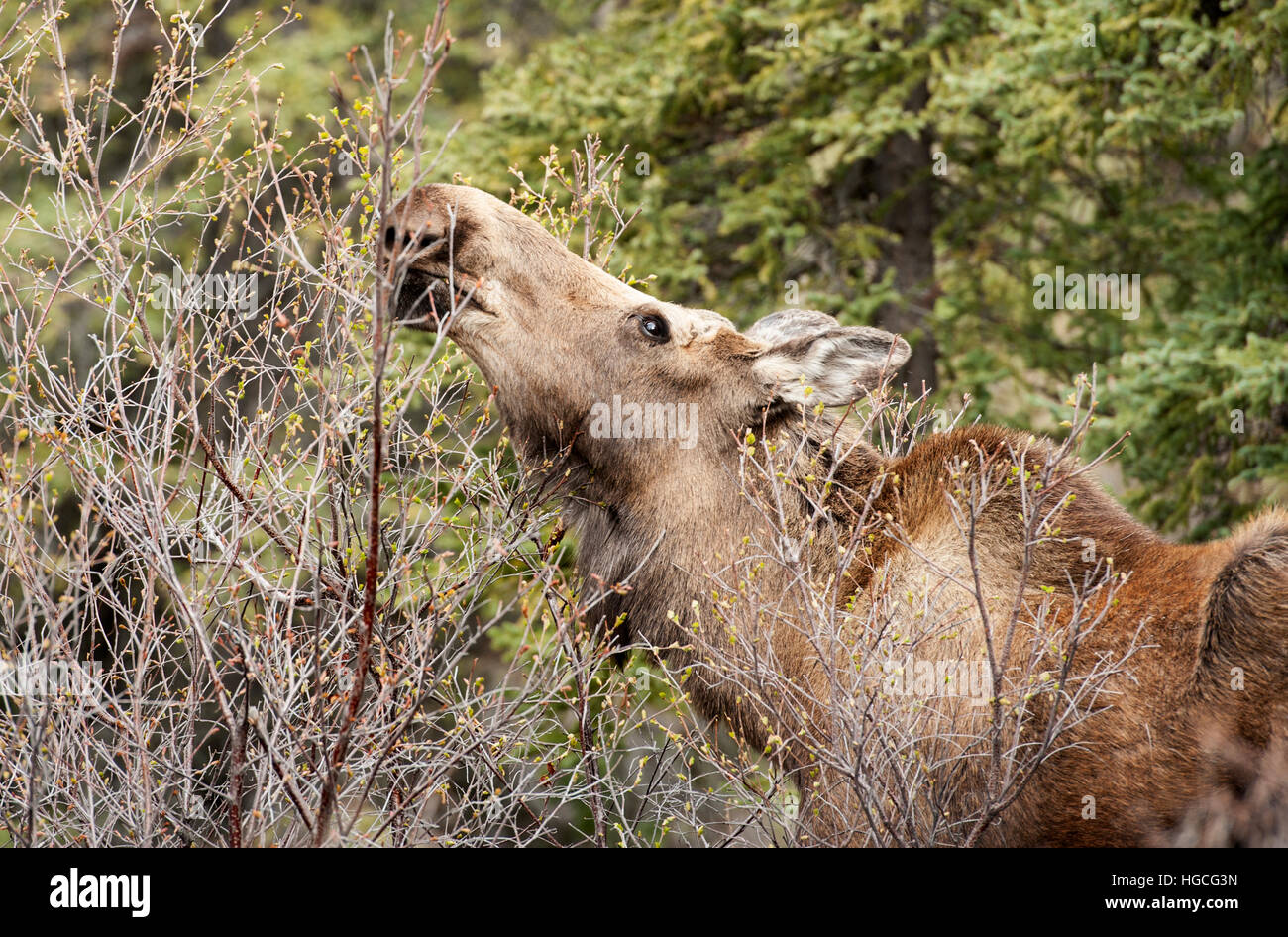 Vacca di alimentazione delle alci sui salici in primavera, Penisola di Kenai, Alaska. Foto Stock