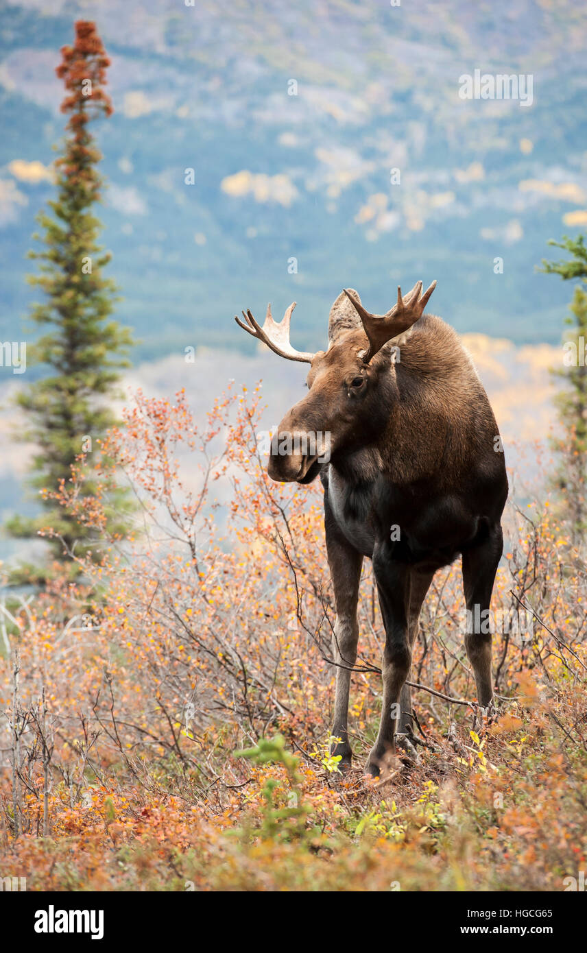 Torello alci, autunno Alaska. Foto Stock