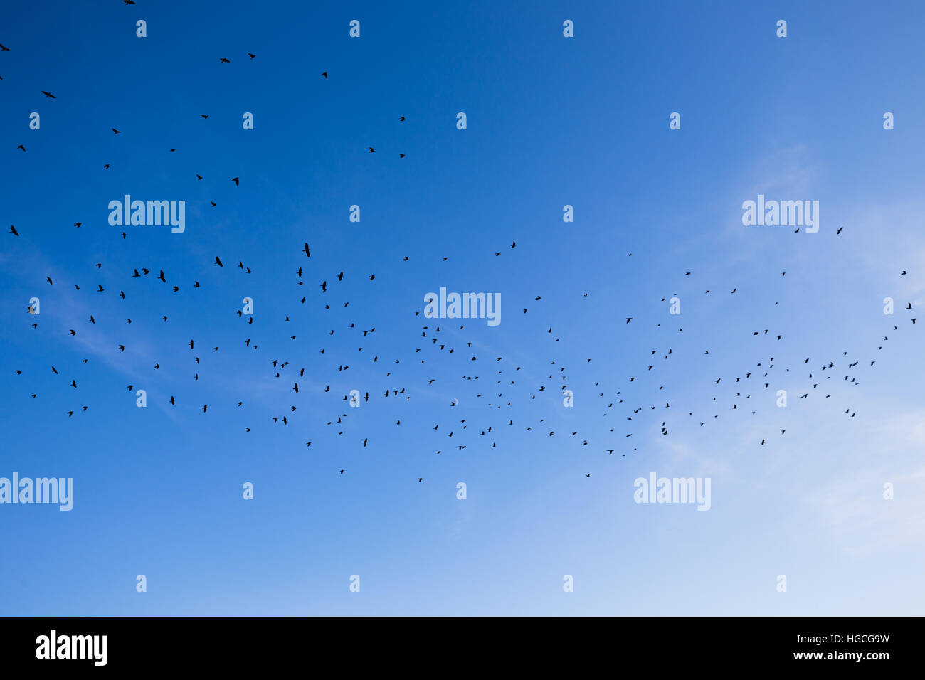 Stormo di uccelli che vola nel cielo blu. Foto Stock