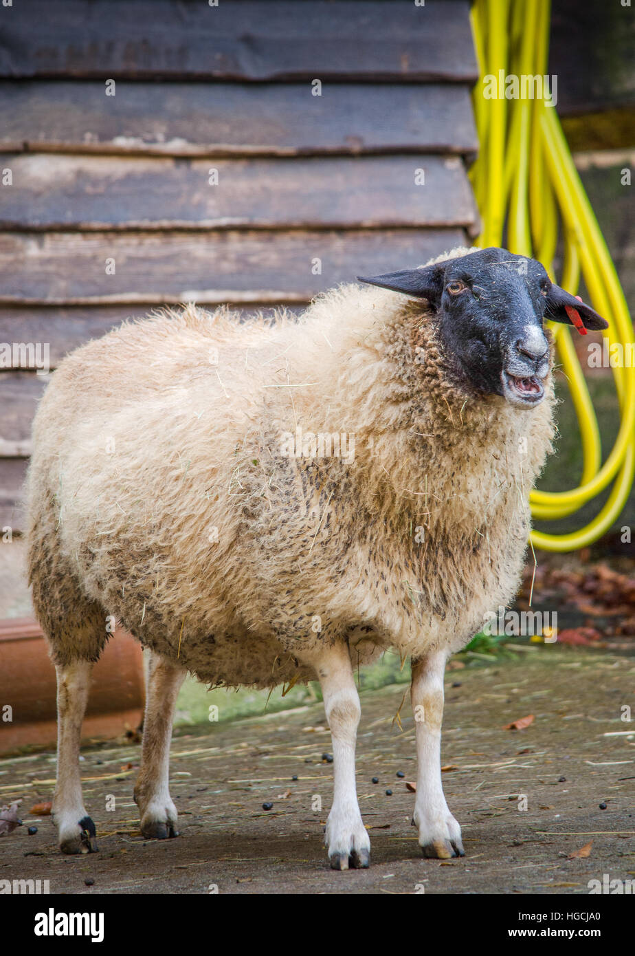 Ritratto delle pecore Foto Stock