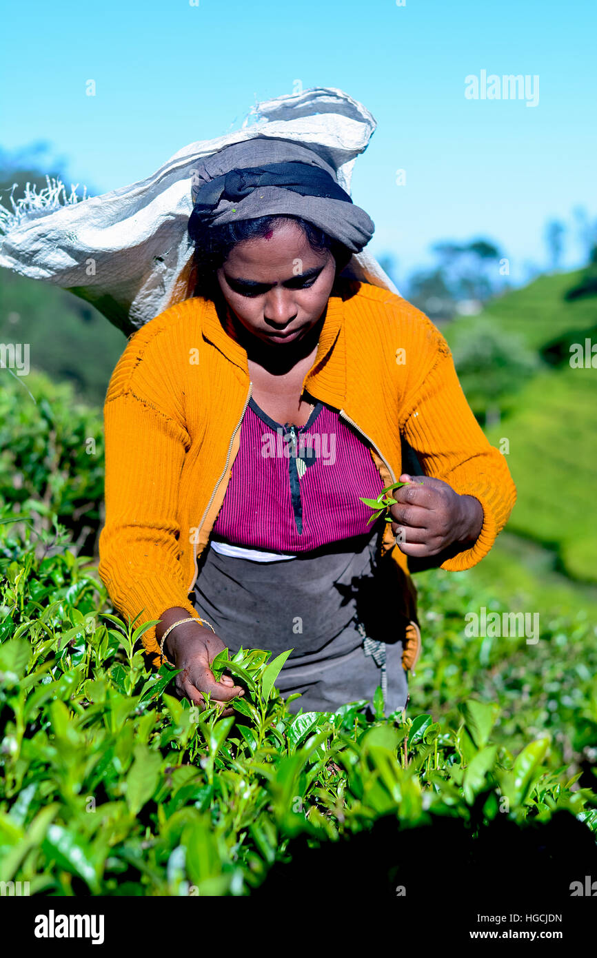 Donna Tamil dello Sri Lanka si rompe le foglie di tè Foto Stock