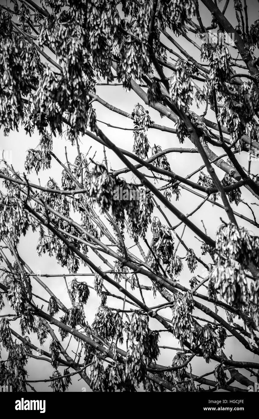 Il ramo closeup abstract Foto Stock