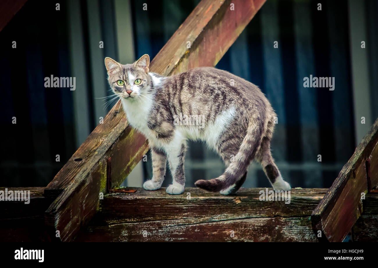 Gatto che osserva Foto Stock